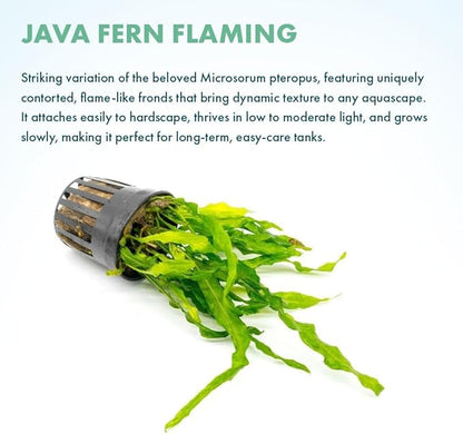 Live Plants - Java Fern ‘Flaming’ (Microsorum pteropus &