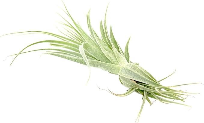 Live Air Plant - Tillandsia Gardneri 5-7” - 2ct - ragnaroc Rare Collectors Indoor Tropical Plant - Live Arrival Guaranteed - House Plants for Home Decor &amp; Gift