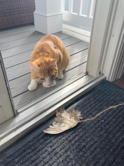 Wing on String Cat Toy - Real Bird Wing Dog Training Supplies &amp; Accessories, Quail Wing Bird Scent Interactive Play for Cats, Hunting Dog Training Bird Retrieval Cat Trainer