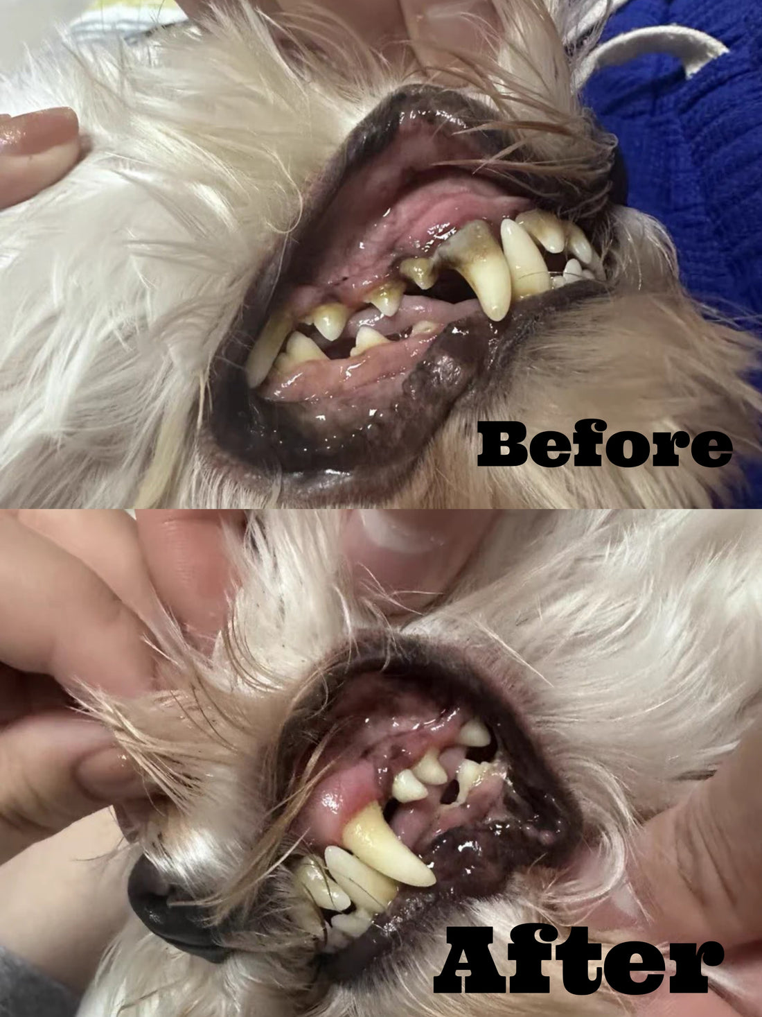 Anesthesia-Free Pet Dental Cleaning Kit: Professional Ultrasonic Tartar Remover &amp; Electric Toothbrush for Dogs &amp; Cats by Dr. Milou®