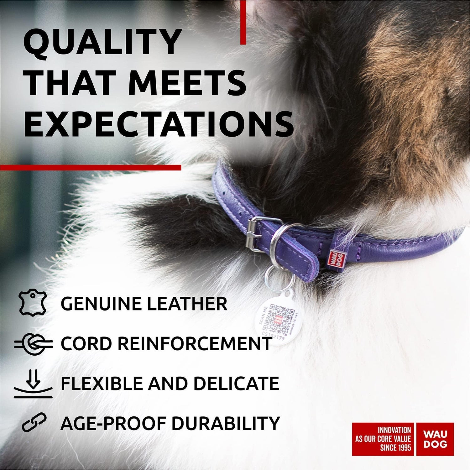 Purple Rolled Leather Dog Collar Padded All Sizes 21–24 in Neck
