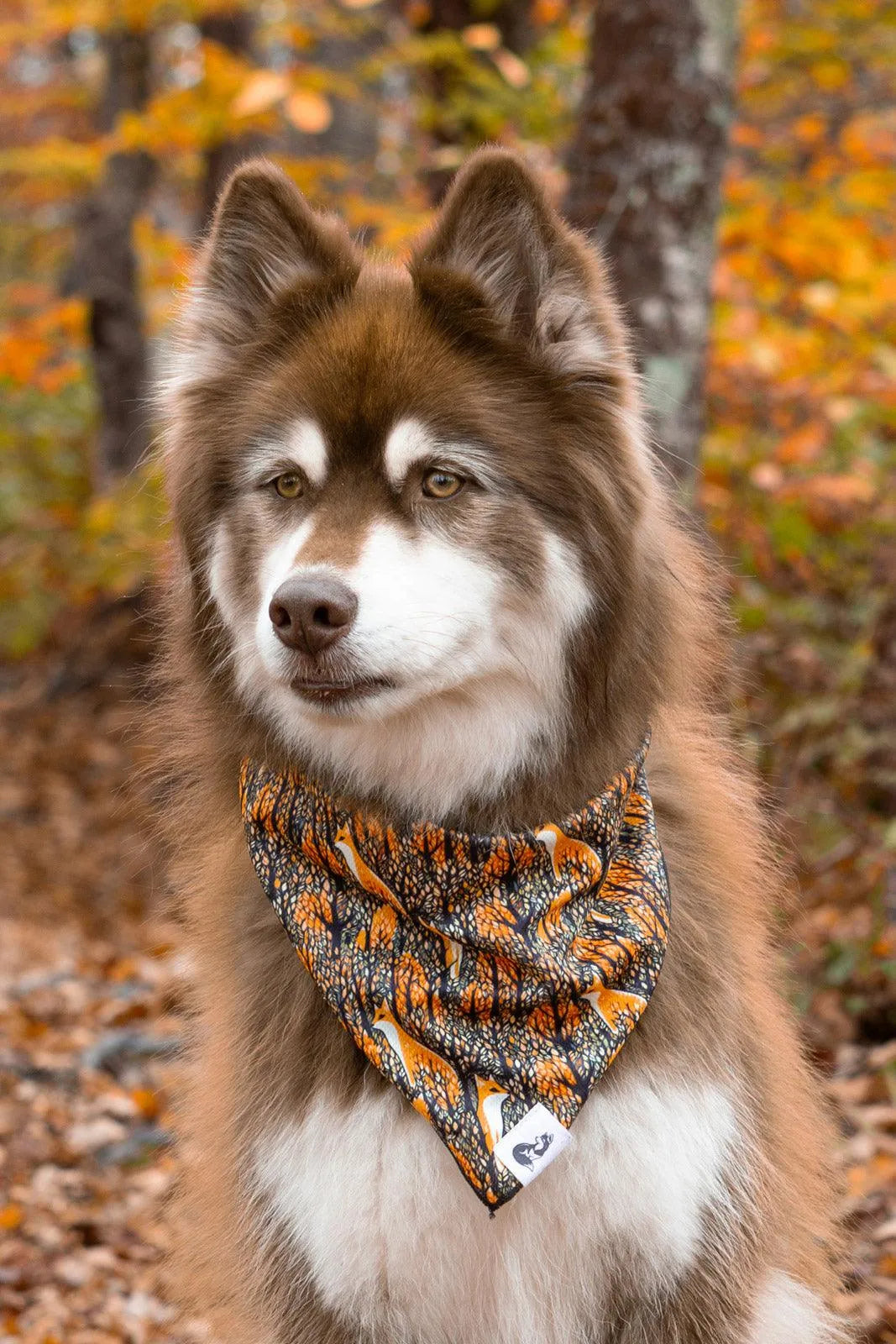 Foxes in Fall Dog Bandana &amp; Matching Keychain
