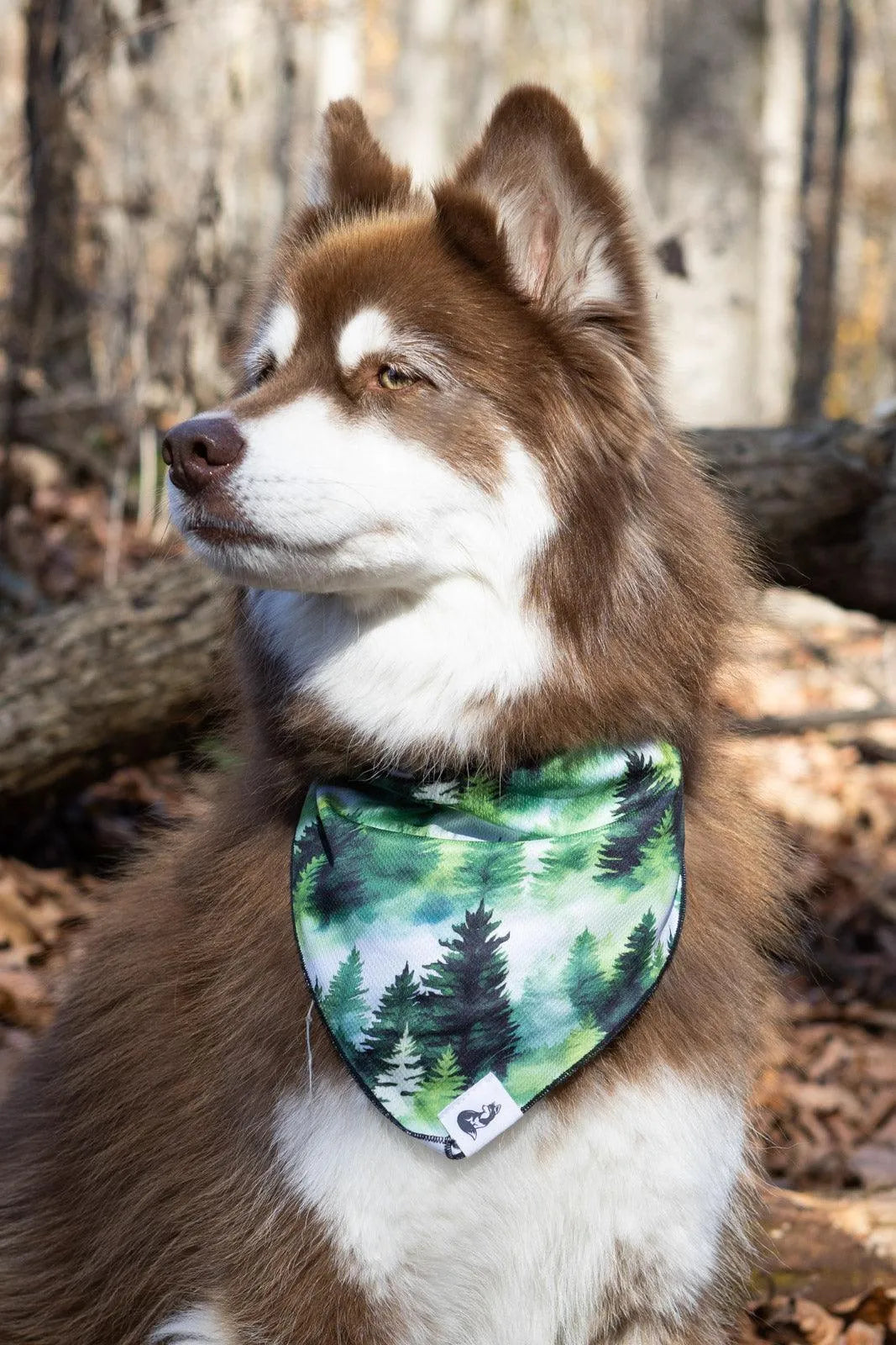 Evergreen Explorer Dog Bandana &amp; Matching Keychain