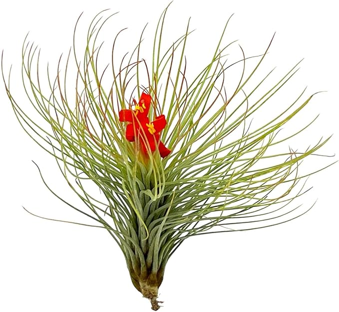 Air Plants - Tillandsia Andreana, Large 4-6" - 1ct - Live Arrival Gauranteed - House Plants for Home Decor &amp; Gift