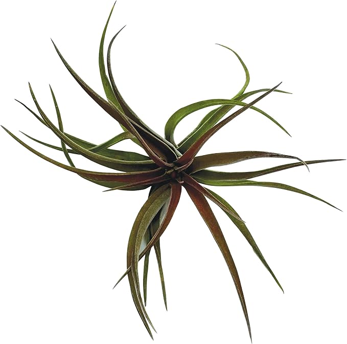 Air Plants - Tillandsia Brachycaulos Abdita, Large 4-6" - 2 ct - Live Arrival Guaranteed - House Plants for Home Decor &amp; Gift