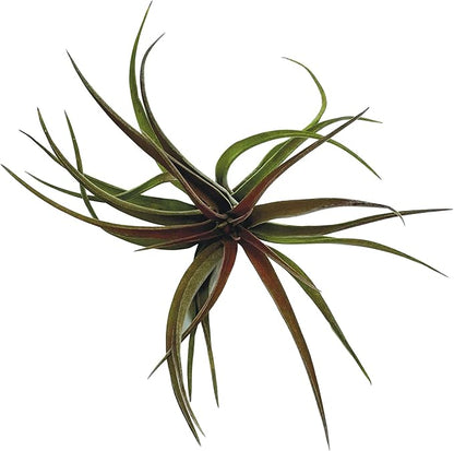 Air Plants - Tillandsia Brachycaulos Abdita, Large 4-6" - 1 ct - Live Arrival Guaranteed - House Plants for Home Decor &amp; Gift