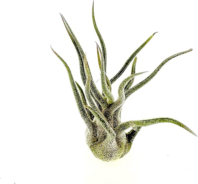 Air Plants - Tillandsia Pruinosa, Large 3-5" - 5ct - Live Arrival Guaranteed - House Plants for Home Decor &amp; Gift