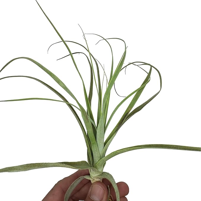 Air Plants - Tillandsia Straminea Jumbo 6-9" - 2ct - Live Arrival Guaranteed - House Plants for Home Decor &amp; Gift