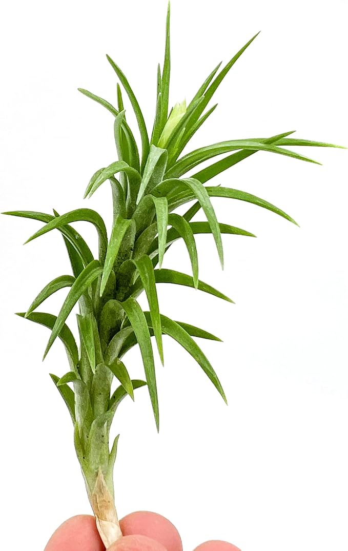 Live Air Plants – Tillandsia Araujei, Large 5” – 1ct – Live Arrival Guaranteed – House Plants for Home Décor &amp; Gift