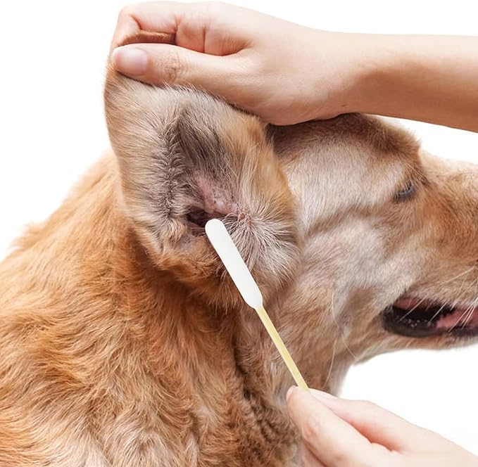 Dog Ear Cleaning Q Tips – 500 Count Cotton Swabs, 6-Inch Biodegradable Swabs for Dog Ear Care, Dog Wound Care, Safe &amp; Eco-Friendly, Designed for Large Dogs
