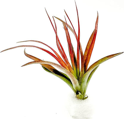 Air Plants - Tillandsia Brachycaulos Abdita, Large 4-6" - 3 ct - Live Arrival Guaranteed - House Plants for Home Decor &amp; Gift