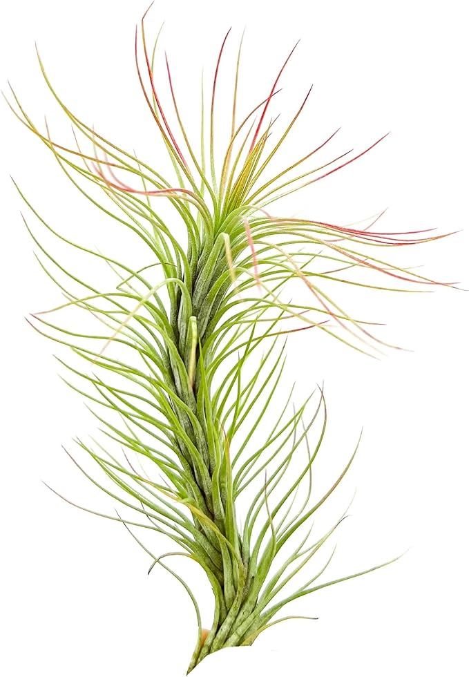 Air Plants - Tillandsia Funckiana, Large 5" - 1ct - Live Arrival Guaranteed - House Plants for Home Decor &amp; Gift