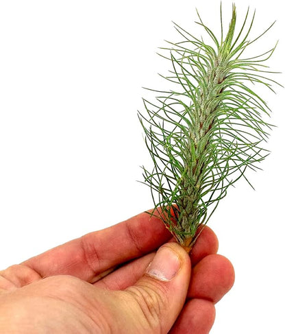 Air Plants - Colombian Tillandsia Funckiana, Large 5" - 2ct - Live Arrival Guaranteed - House Plants for Home Decor &amp; Gift