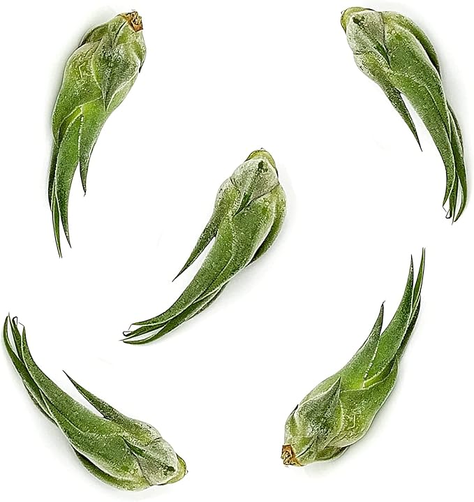 Air Plants - Tillandsia Seleriana, Large 4-6" - 5ct - Live Arrival Guaranteed - House Plants for Home Decor &amp; Gift