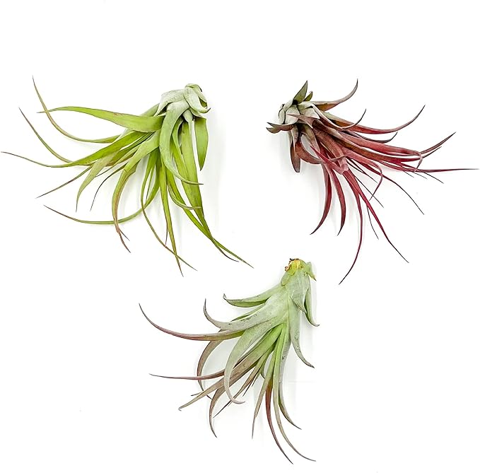 Air Plants - Tillandsia Brachycaulos Multiflora, Jumbo 5-7" - 3 ct - Live Arrival Guaranteed - House Plants for Home Decor &amp; Gift