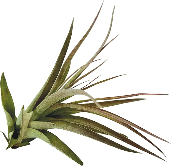 Air Plants - Tillandsia Brachycaulos Multiflora, Jumbo 5-7" - 2 ct - Live Arrival Guaranteed - House Plants for Home Decor &amp; Gift