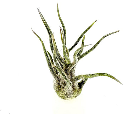 Air Plants - Tillandsia Pruinosa, Large 3-5" - 1ct - Live Arrival Guaranteed - House Plants for Home Decor &amp; Gift