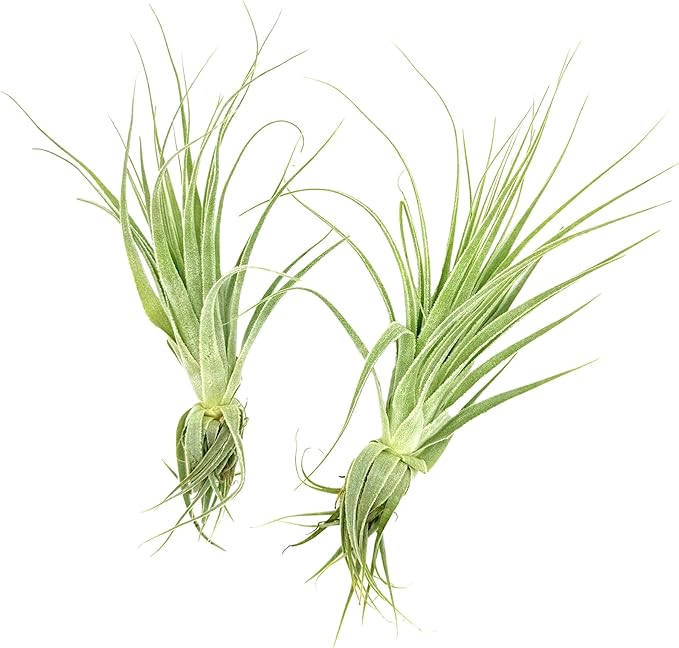 Live Air Plant - Tillandsia Gardneri 5-7” - 2ct - ragnaroc Rare Collectors Indoor Tropical Plant - Live Arrival Guaranteed - House Plants for Home Decor &amp; Gift
