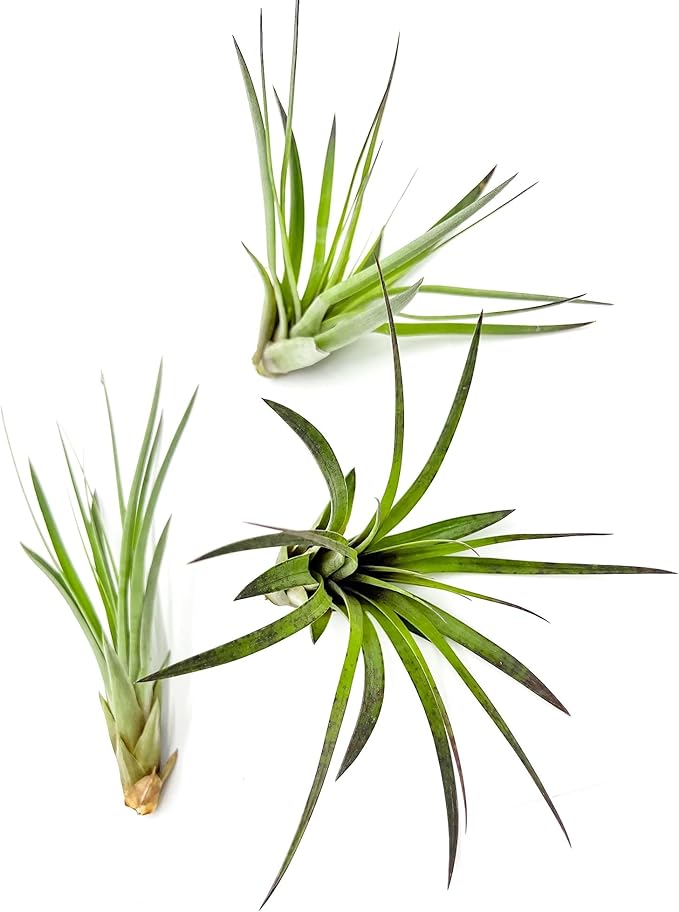 Air Plants - Tillandsia Fasciculata Tricolor, Large 4-6" - 3ct - Live Arrival Guaranteed - House Plants for Home Decor &amp; Gift