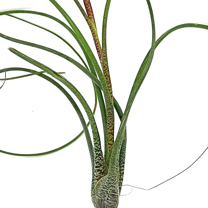Live Air Plants - Tillandsia Butzii, Jumbo 7-9" - 3ct - Live Arrival Guaranteed - House Plants for Home Decor &amp; Gift