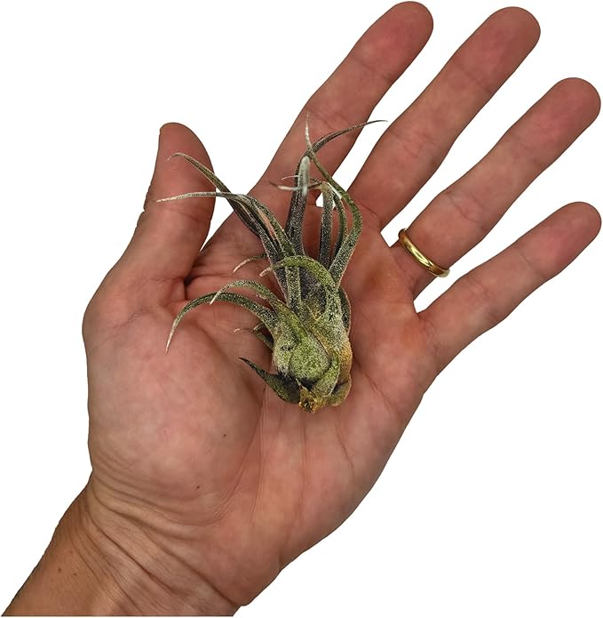 Air Plants - Tillandsia Pruinosa, Large 3-5" - 2ct - Live Arrival Guaranteed - House Plants for Home Decor &amp; Gift