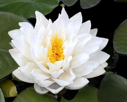 Live Hardy Water Lily Tubers Rhizomes Bulb Seed Nymphaea Aquatic Pond Plants Water Gardens Pre-Grown Flower in White Pink Red Yellow Orange Blue Purple (1, 3 Pk Hardy Lily Mix)