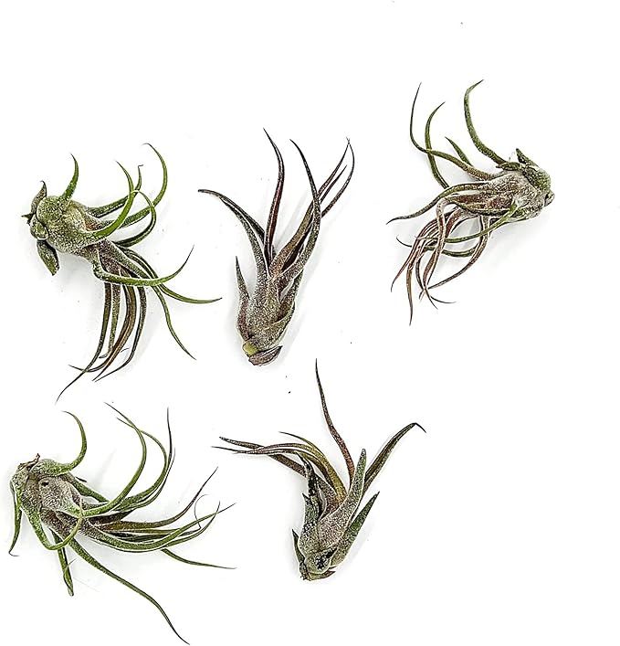 Air Plants - Tillandsia Pruinosa, Large 3-5" - 5ct - Live Arrival Guaranteed - House Plants for Home Decor &amp; Gift