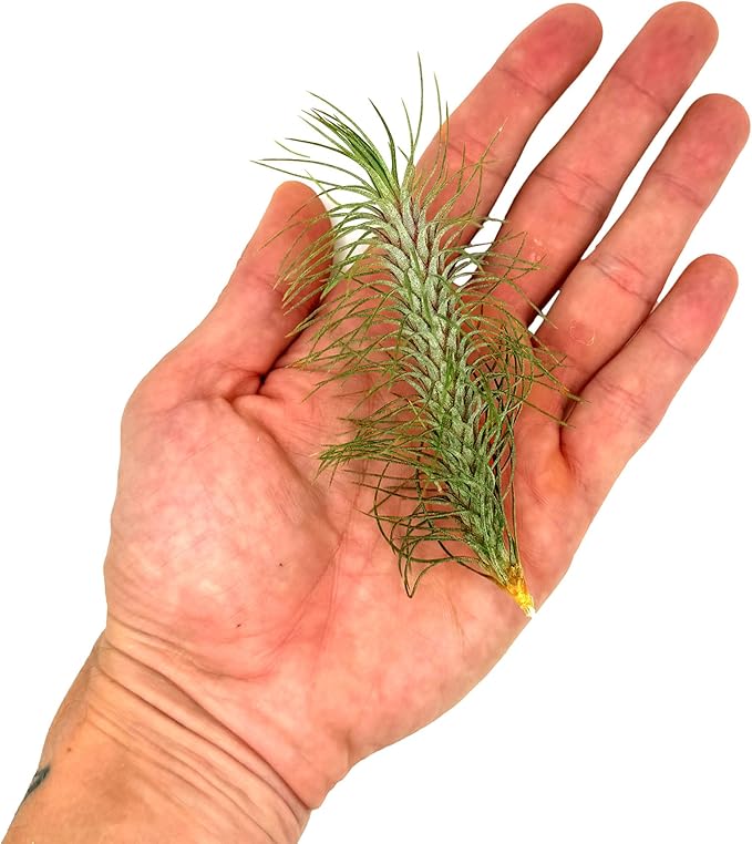Air Plants - Colombian Tillandsia Funckiana, Large 5" - 3ct - Live Arrival Guaranteed - House Plants for Home Decor &amp; Gift