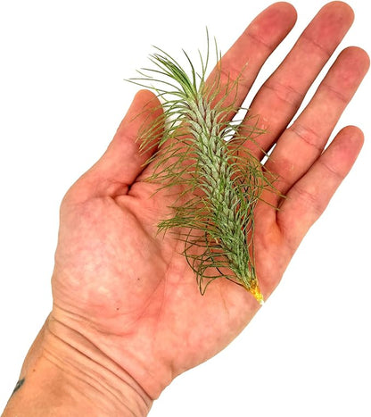 Air Plants - Colombian Tillandsia Funckiana, Large 5" - 3ct - Live Arrival Guaranteed - House Plants for Home Decor &amp; Gift