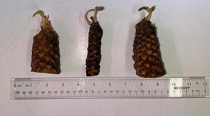 Live Hardy Water Lily Tubers Rhizomes Bulb Seed Nymphaea Aquatic Pond Plants Water Gardens Pre-Grown Flower in White Pink Red Yellow Orange Blue Purple (1, Pink Hardy Pond Lily)
