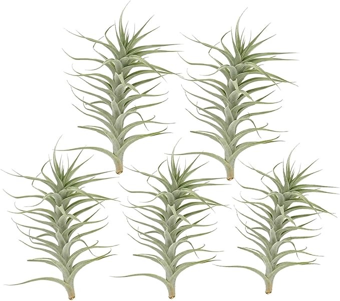 Live Air Plants - Tillandsia Albida 7-12" - 5ct – ragnaroc Live Indoor Plant - Live Arrival Guaranteed - House Plants for Home Decor &amp; Gift