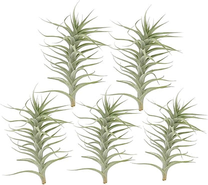 Live Air Plants - Tillandsia Albida 7-12" - 5ct – ragnaroc Live Indoor Plant - Live Arrival Guaranteed - House Plants for Home Decor &amp; Gift