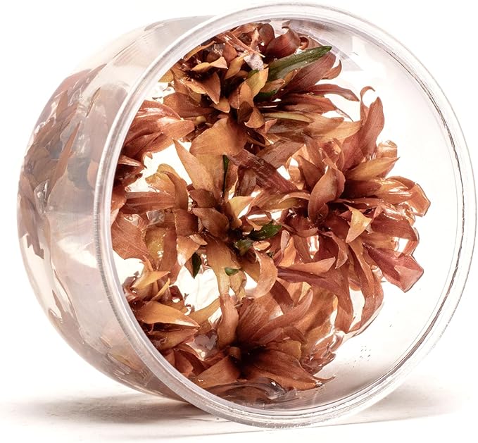 Ultum Nature Systems Live Tissue Culture - Cryptocoryne Wendtii &