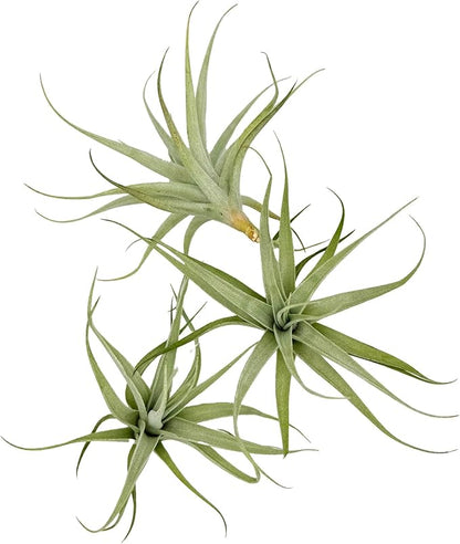 Live Air Plants - Tillandsia Albida 3-5" - 1ct – ragnaroc Live Indoor Plant - Live Arrival Guaranteed - House Plants for Home Decor &amp; Gift