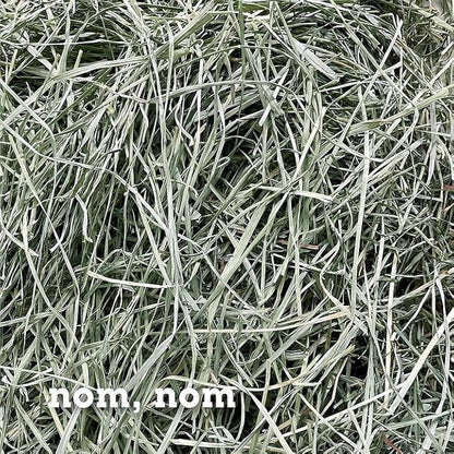 Bunny Honey Orchard Grass Hay for Guinea Pigs, Rabbits, Hamsters &amp; Small Pets Fresh, High-Fiber, Supports Digestive Health &amp; Dental Care, Non-Blended &amp; Fresh Cut
