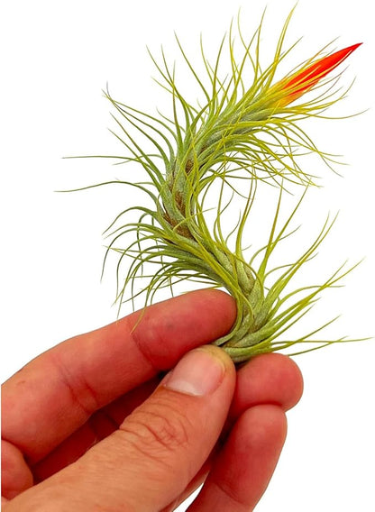 Air Plants - Tillandsia Funckiana Hybrid, Large 5-7" - 5ct - Live Arrival Guaranteed - House Plants for Home Decor &amp; Gift