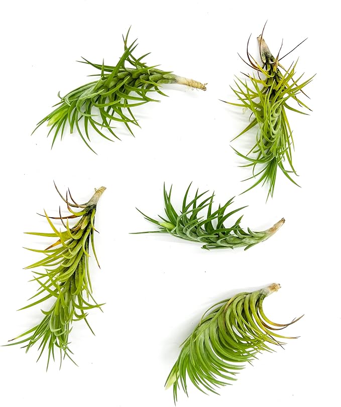 Live Air Plants – Tillandsia Araujei, Large 5” – 5ct – Live Arrival Guaranteed – House Plants for Home Décor &amp; Gift