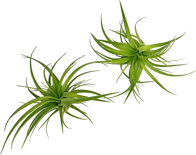 Live Air Plants - Tillandsia Geminiflora 1-3" - 2ct – ragnaroc Live Indoor Plant - Live Arrival Guaranteed - House Plants for Home Decor &amp; Gift