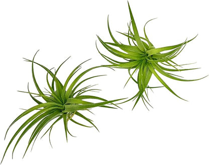 Live Air Plants - Tillandsia Geminiflora 1-3" - 2ct – ragnaroc Live Indoor Plant - Live Arrival Guaranteed - House Plants for Home Decor &amp; Gift