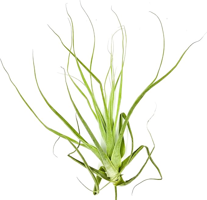 Air Plants - Tillandsia Straminea Jumbo 6-9" - 1ct - Live Arrival Guaranteed - House Plants for Home Decor &amp; Gift