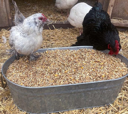 Pampered Chicken Mama Chick Feed - Premium Chicken Scratch Treat - High Protein &amp; Calcium Grower Feed for Laying Hens (10 lbs)