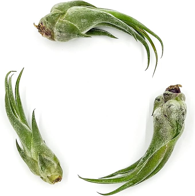 Air Plants - Tillandsia Seleriana, Large 4-6" - 3ct - Live Arrival Guaranteed - House Plants for Home Decor &amp; Gift