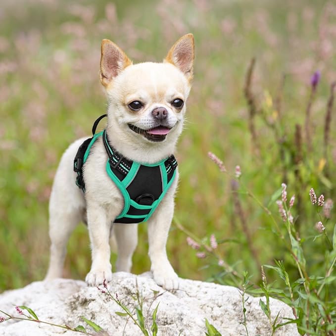 rabbitgoo Dog Harness No Pull with 2 Leash Clips, Adjustable Soft Padded, Reflective Oxford No Choke Pet Vest with Easy Control Handle for Puppy, Black &amp; Turquoise, XS