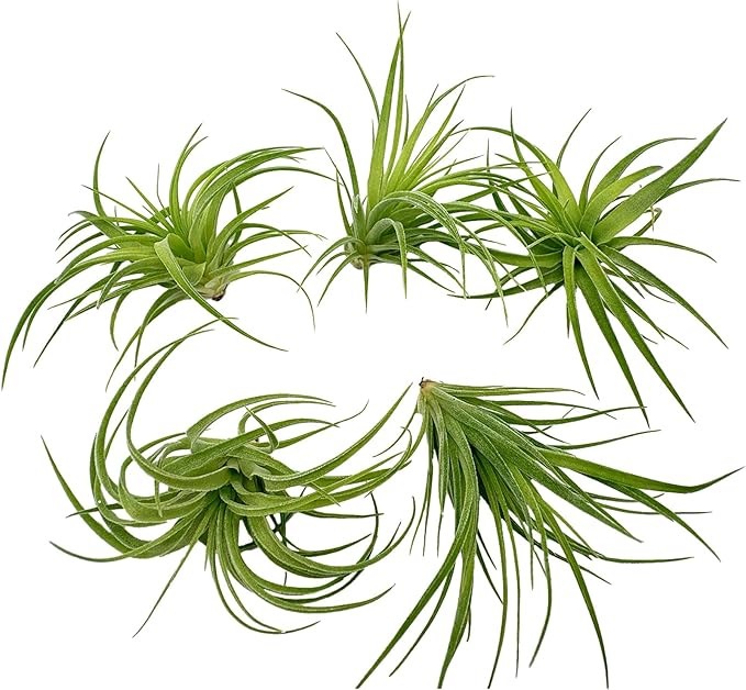 Live Air Plants - Tillandsia Geminiflora 1-3" - 5ct – ragnaroc Live Indoor Plant - Live Arrival Guaranteed - House Plants for Home Decor &amp; Gift