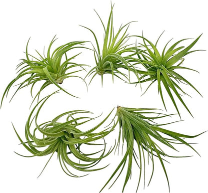 Live Air Plants - Tillandsia Geminiflora 1-3" - 5ct – ragnaroc Live Indoor Plant - Live Arrival Guaranteed - House Plants for Home Decor &amp; Gift