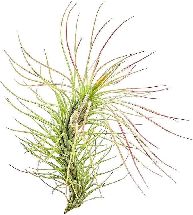 Air Plants - Tillandsia Funckiana, Large 5" - 3ct - Live Arrival Guaranteed - House Plants for Home Decor &amp; Gift