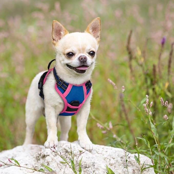 rabbitgoo Dog Harness No Pull with 2 Leash Clips, Adjustable Soft Padded, Reflective Oxford No Choke Pet Vest with Easy Control Handle for Large Dogs, Blue &amp; Hot Pink, XS