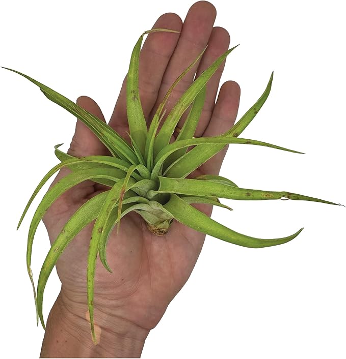 Air Plants - Tillandsia Capitata (Peach), Large 5-7” - 2 ct - Live Arrival Guaranteed - House Plants for Home Decor &amp; Gift