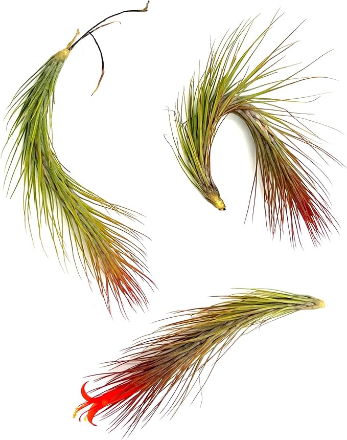 Air Plants - Tillandsia Funckiana Hybrid, Large 5-7" - 3ct - Live Arrival Guaranteed - House Plants for Home Decor &amp; Gift