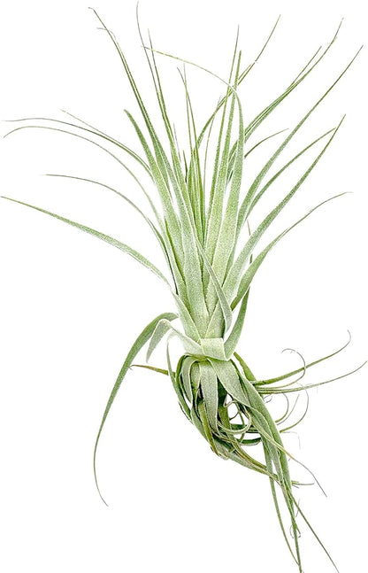 Live Air Plant - Tillandsia Gardneri 5-7” - ragnaroc Rare Collectors Indoor Tropical Plant - Live Arrival Guaranteed - House Plants for Home Decor &amp; Gift